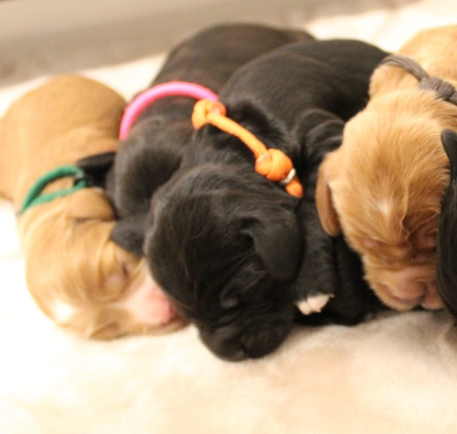 mini labradoodle puppies available