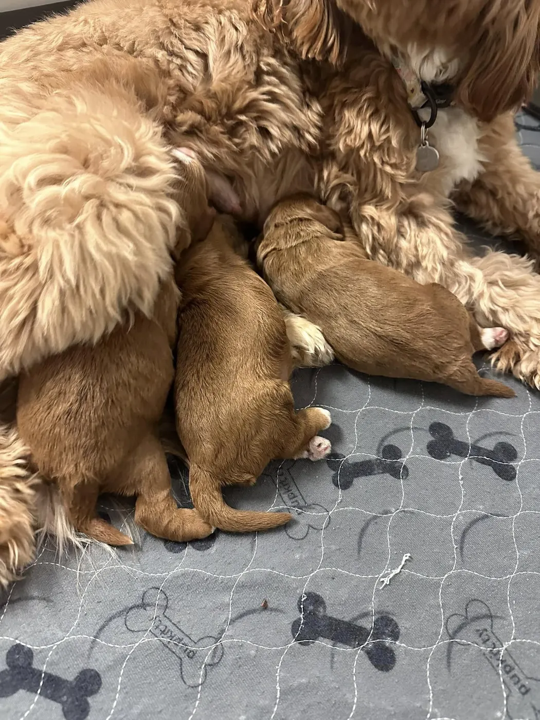 therapy dogs Oregon labradoodle breeders