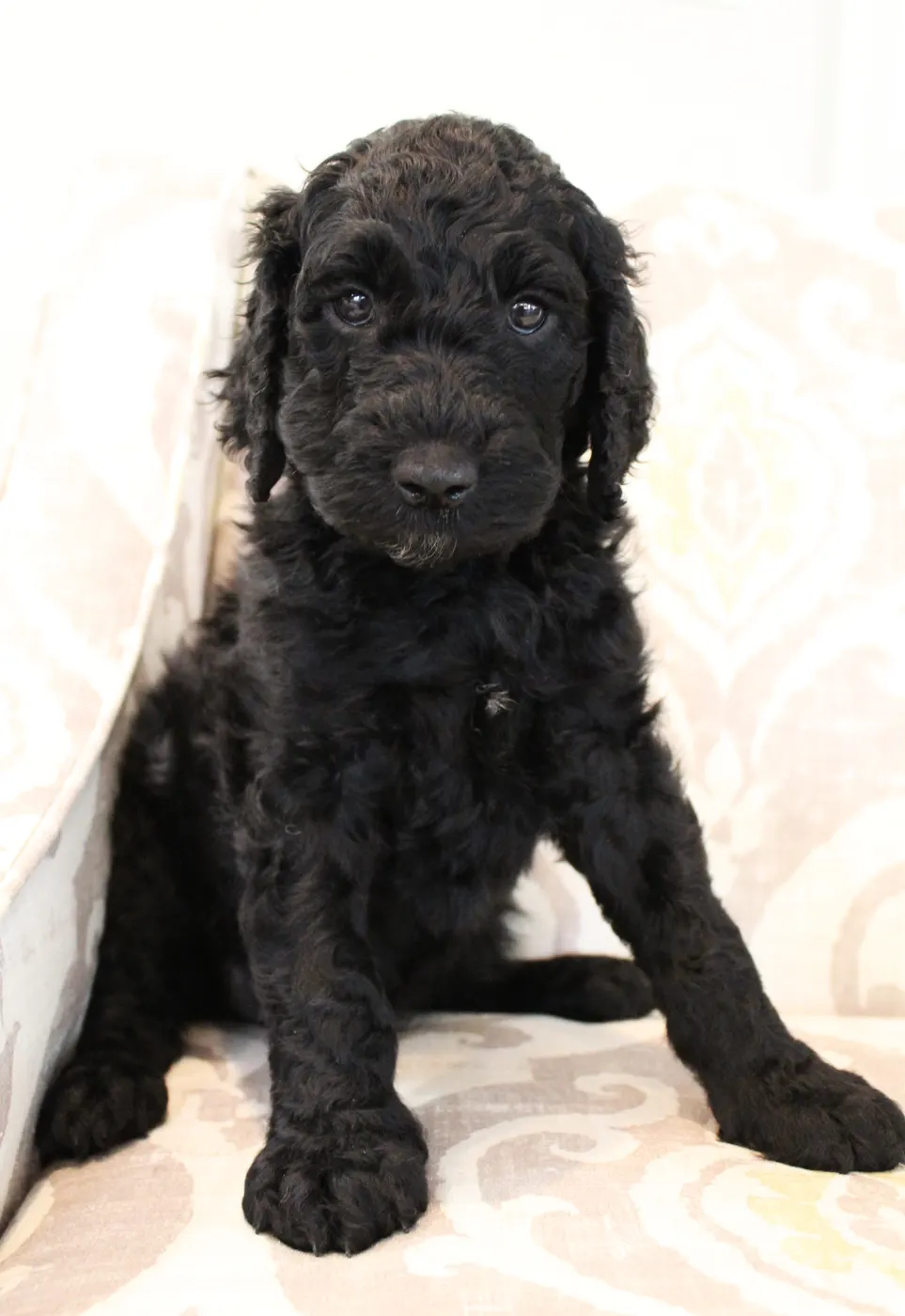 Lizzy and Basil’s pups went home