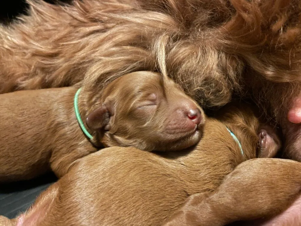 Birth Photo