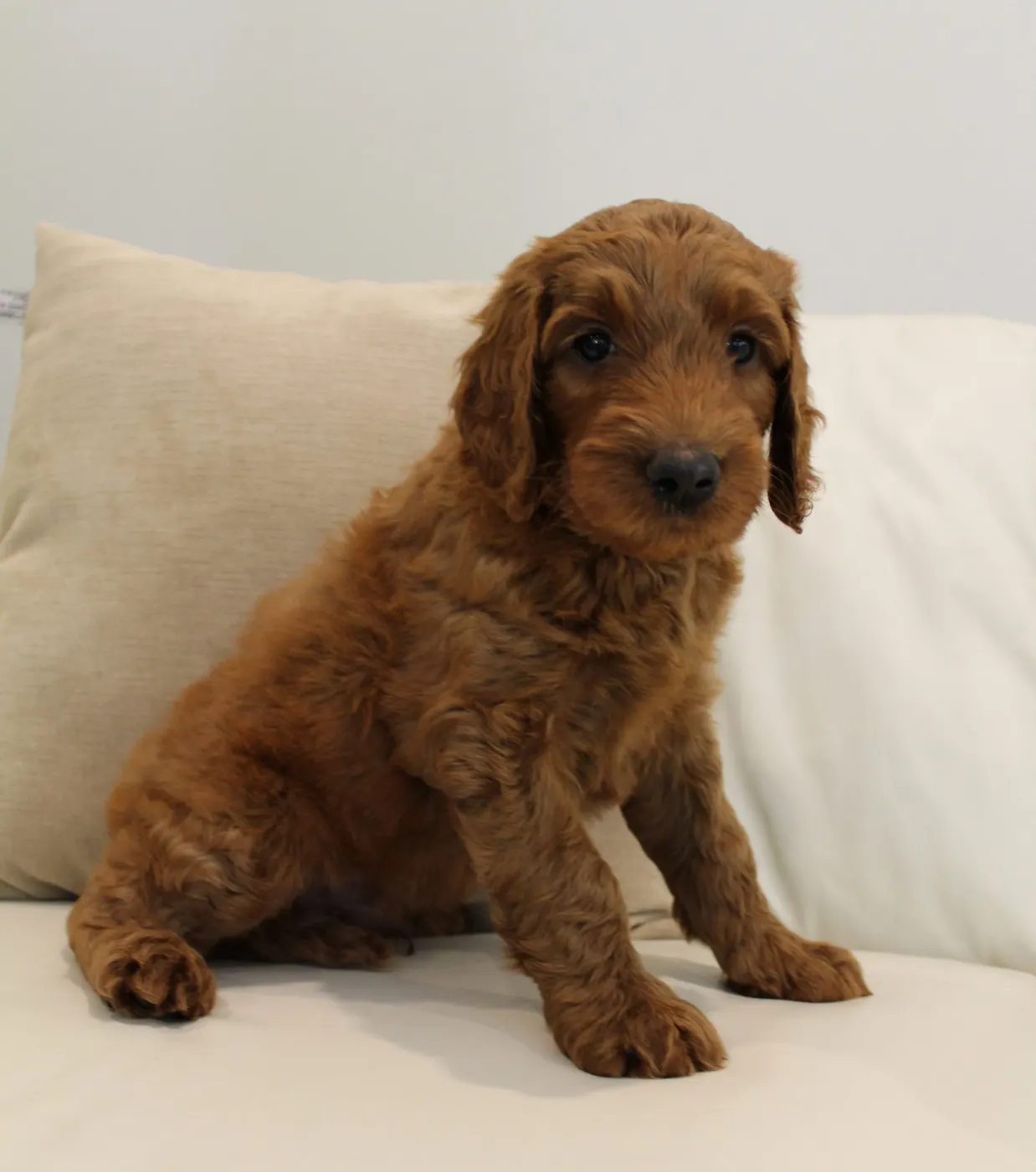 Bella and Gunner’s Bumble Bee puppies are home