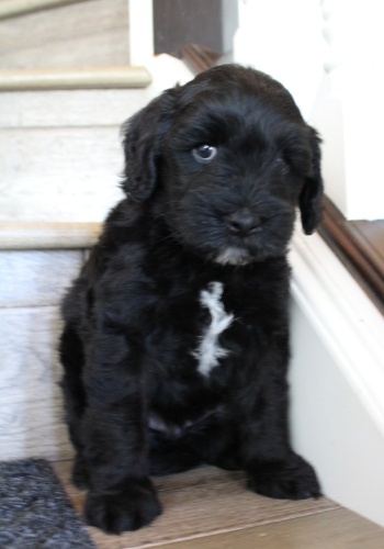 Six weeks Kip steps