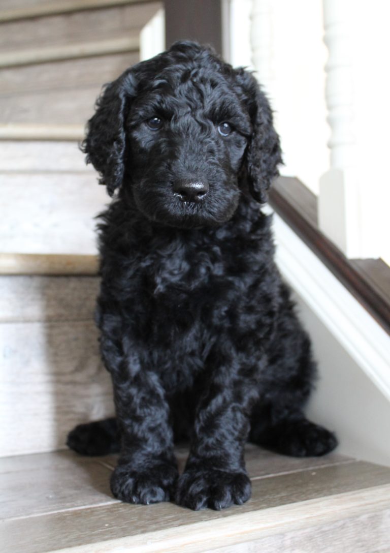 Oregon labradoodles