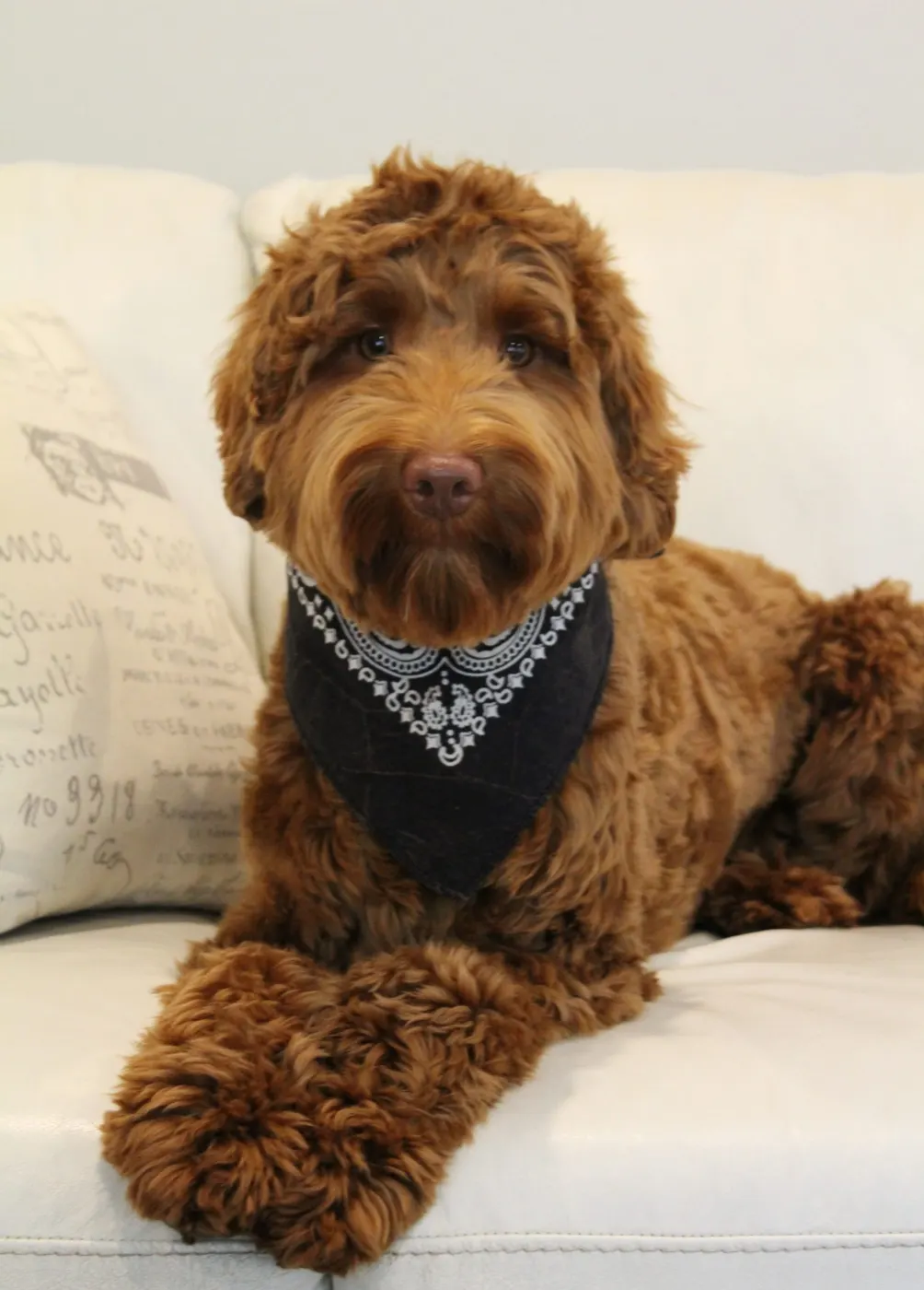 Lola, our caramel girl brings us medium and standard size pups