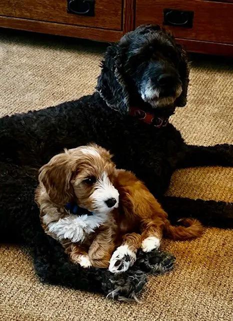 Testimonials about our labradoodle puppies