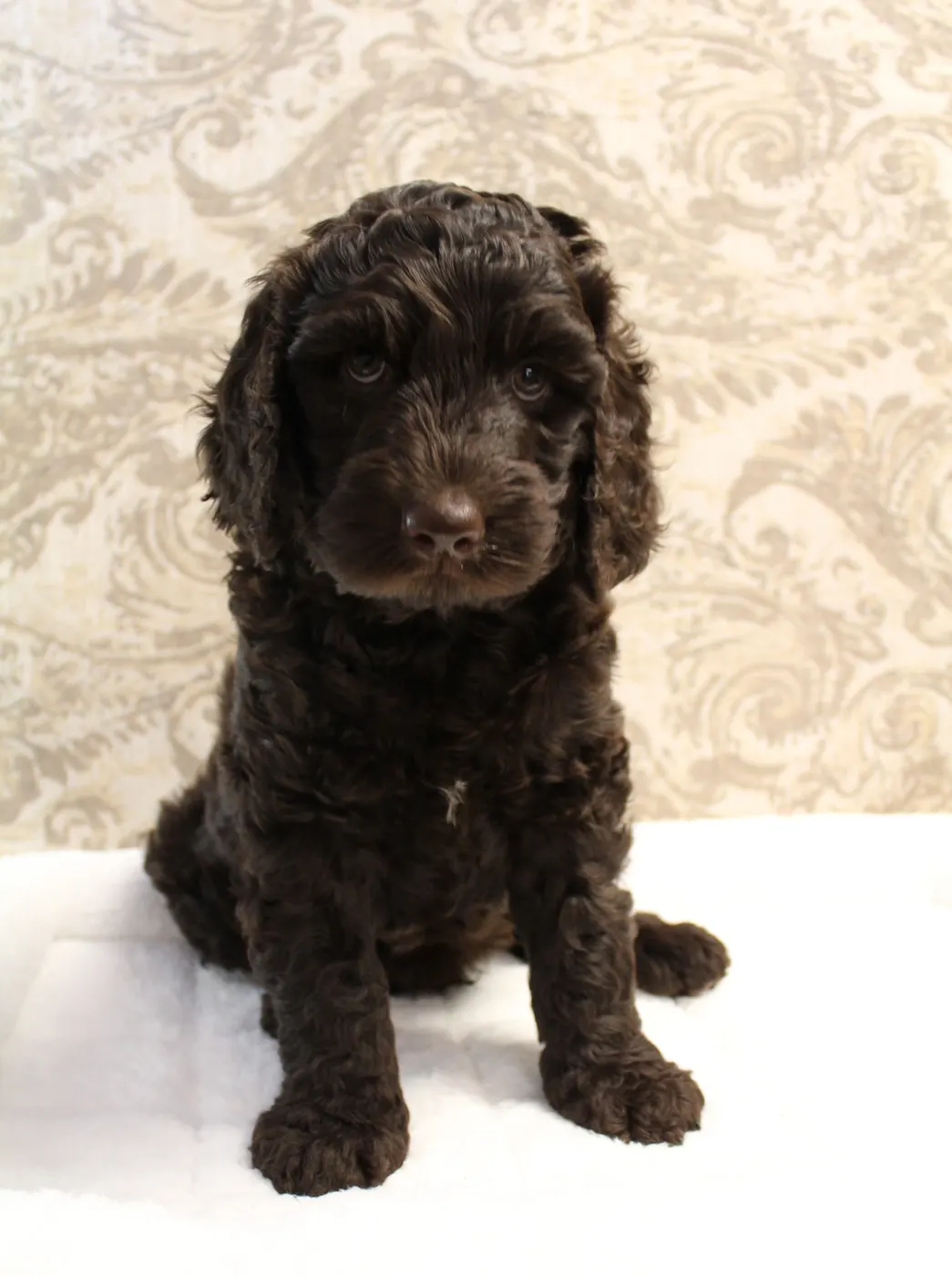 Gracie’s puppies are with their forever families