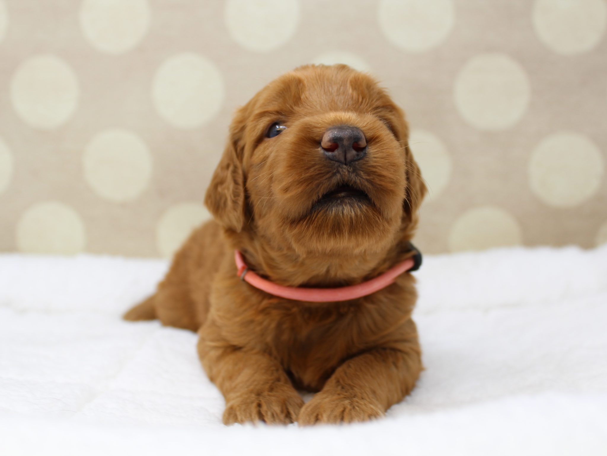 Bella and Gunner’s Bumble Bee puppies are home