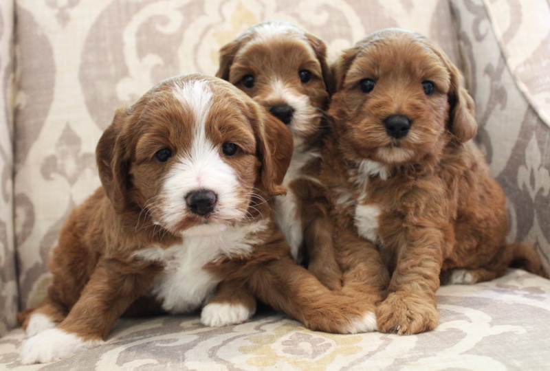 therapy dogs puppies Oregon mini nonshedding