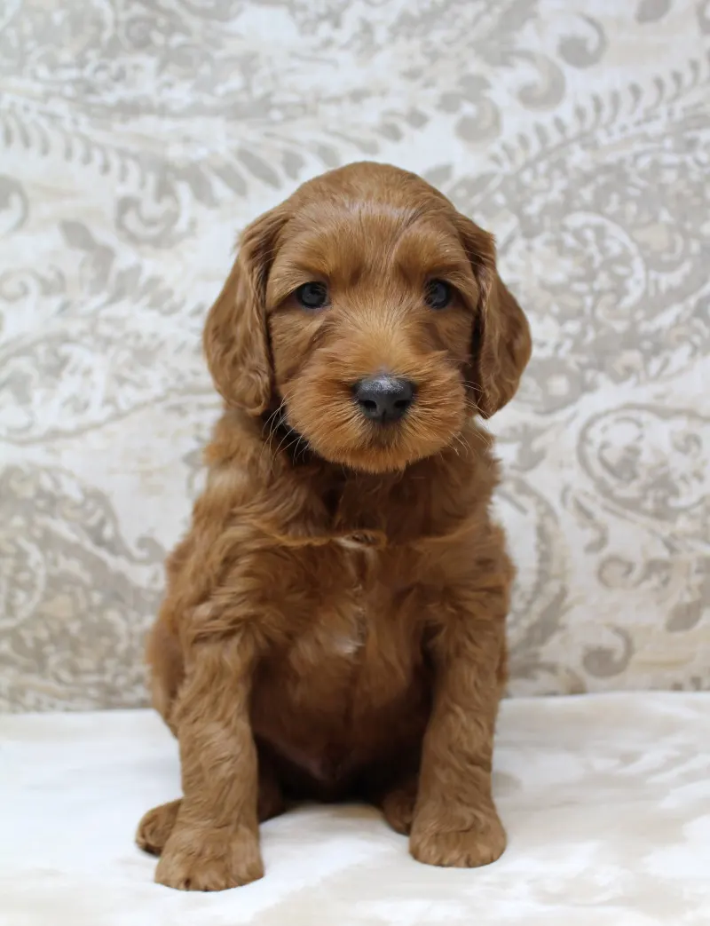 Hazel and Barkley’s puppies are home