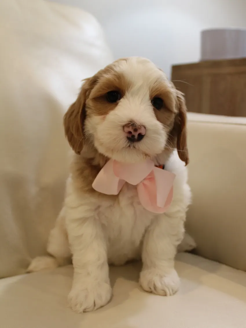 Clara Jane and Bear’s pups are home