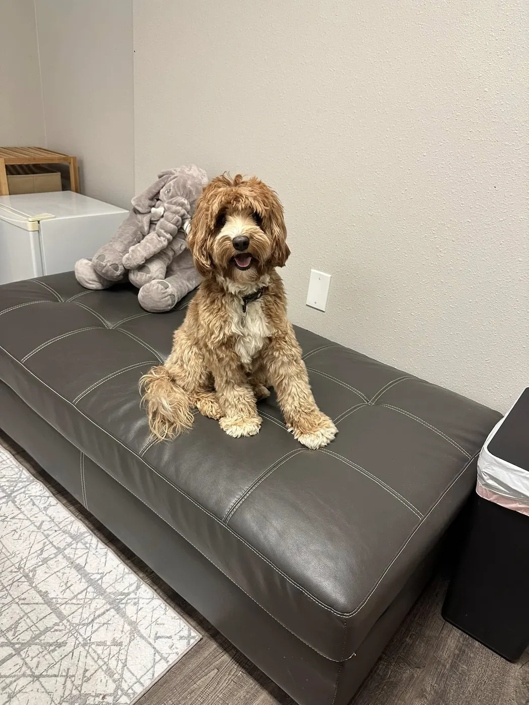 mini labradoodle puppies Portland Oregon Seattle Olympia Vancouver
