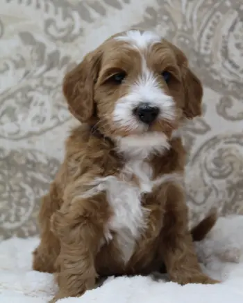 Five weeks Arthur