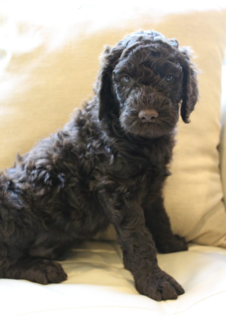 Lizzy and Basil’s pups went home