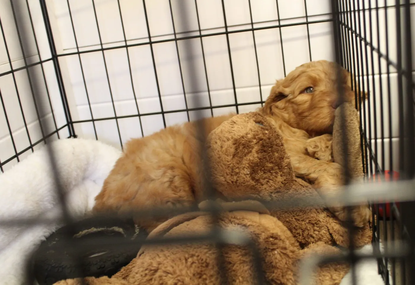 Gracie’s puppies are with their forever families