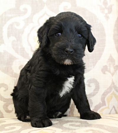 Five weeks Kip 1
