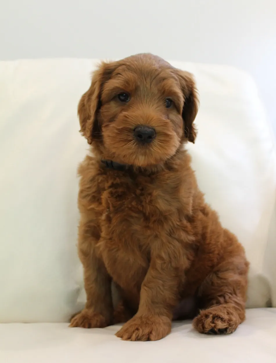 Puppy Culture labradoodles