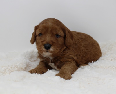 best labradoodle breeder Biosensor puppies