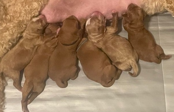 Ava and Watson's puppies are here!