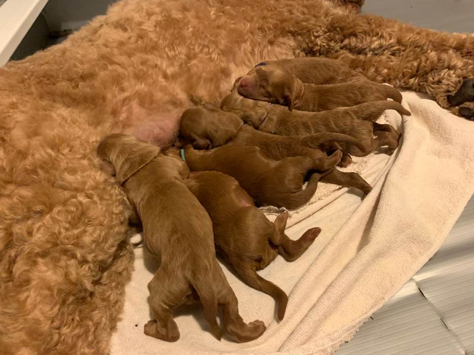 Bella and Gunner’s Bumble Bee puppies are home