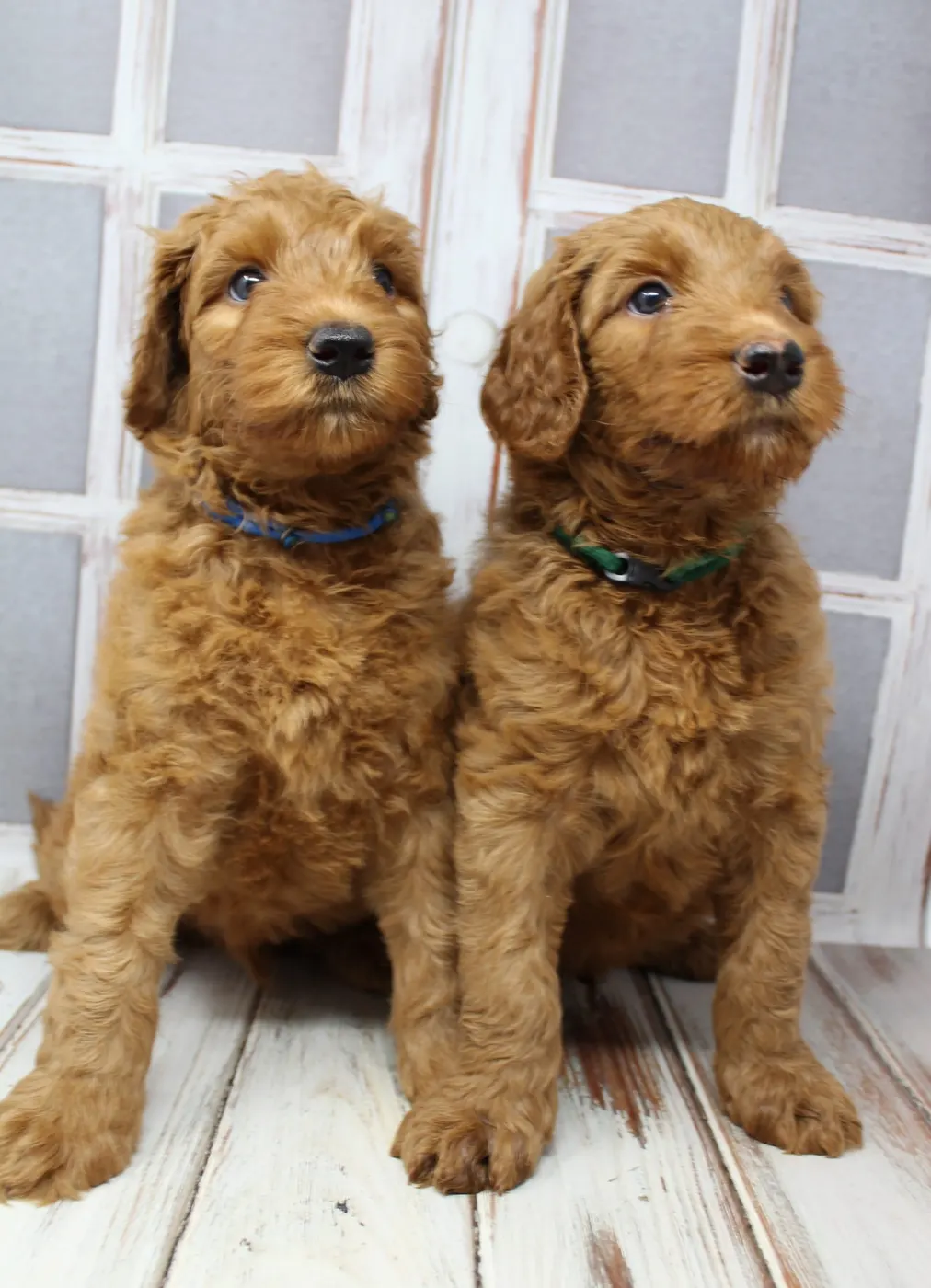 Bella and Gunner’s Bumble Bee puppies are home