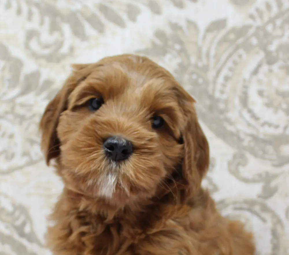 Washington Australian labradoodles