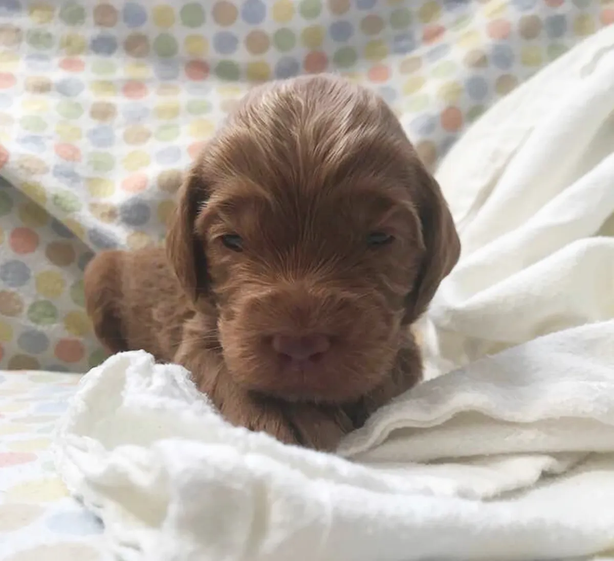 Roo and Basil’s puppies are with their forever families