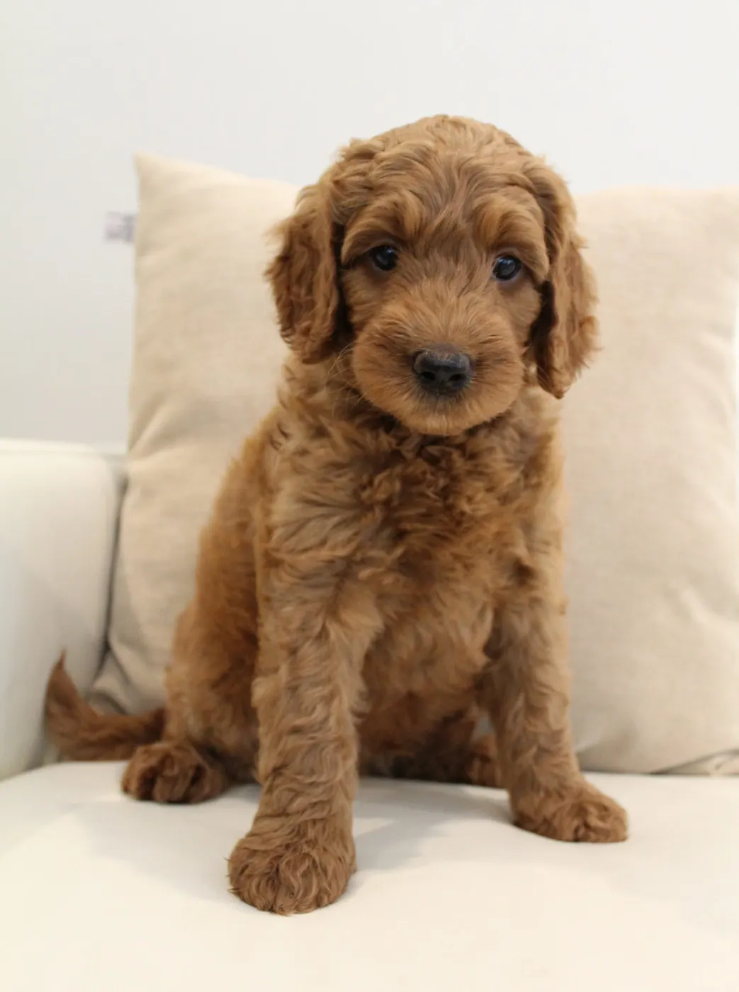 Bella and Gunner’s Bumble Bee puppies are home