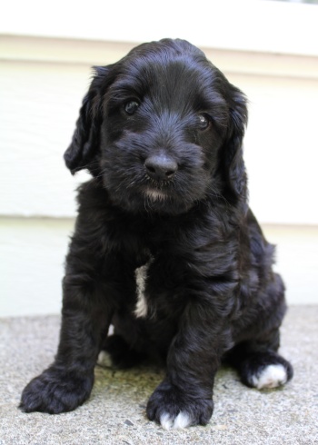 Kylie and Nelson's puppies are here!