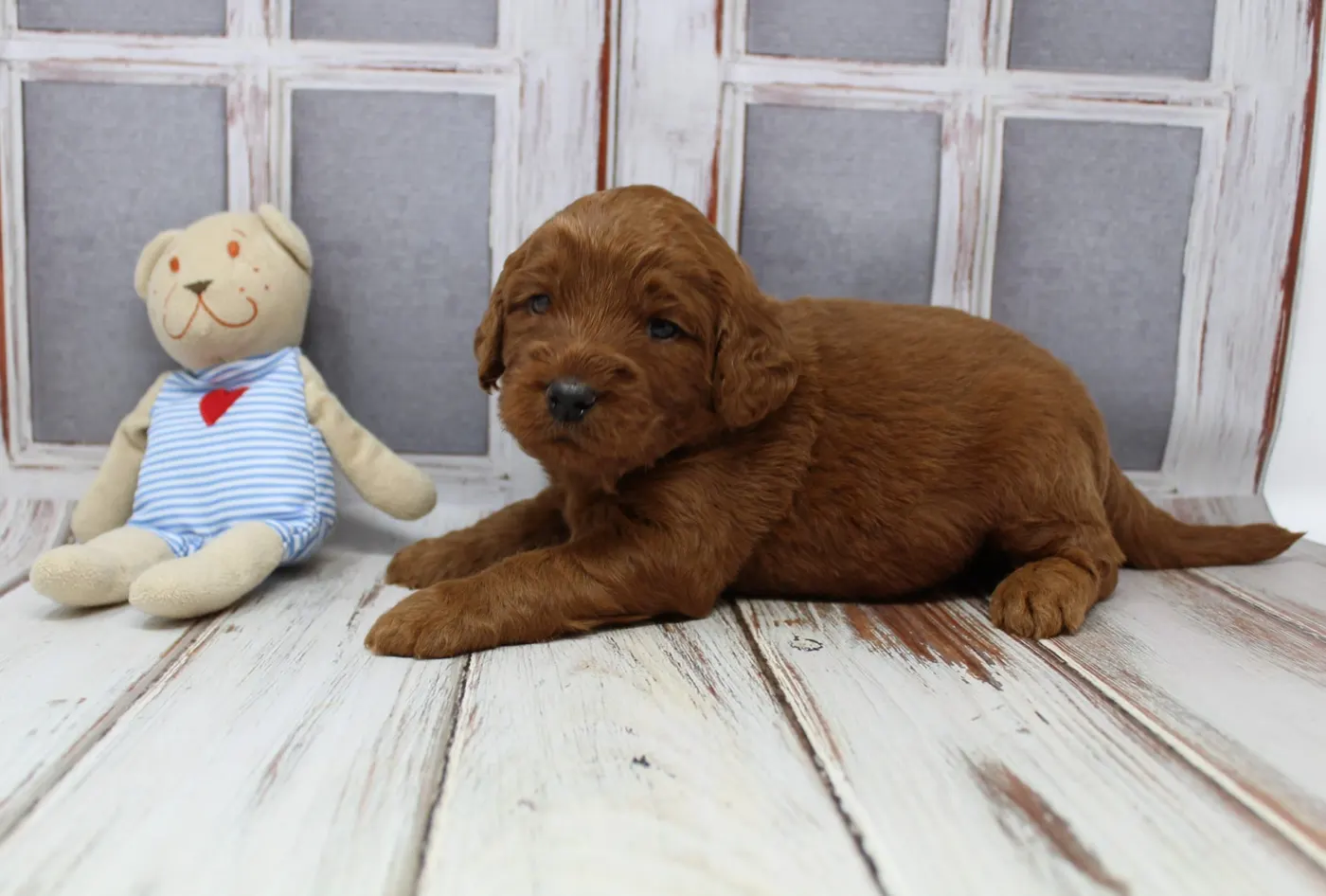 Portland Vancouver Australian Labradoodle breeders