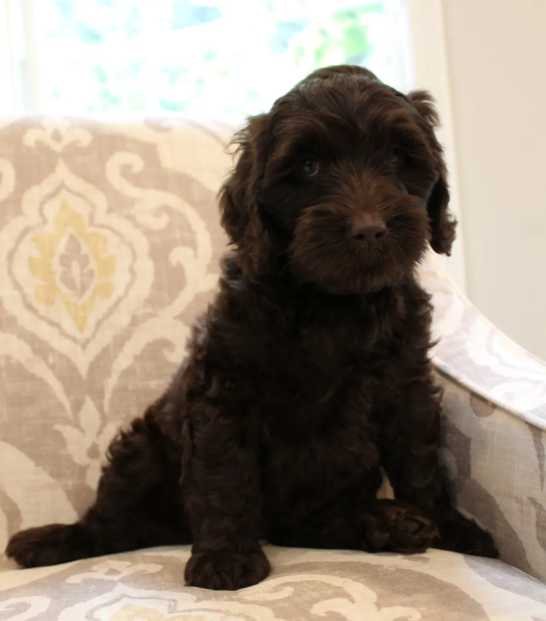 Gracie and Barkley’s litter is home