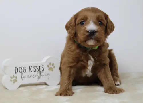 therapy dogs labradoodle puppies available Oregon