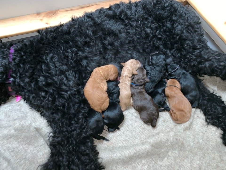 Gracie’s puppies are with their forever families