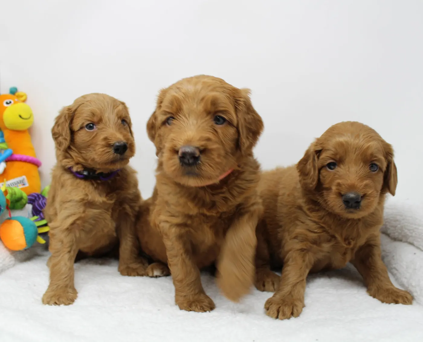 Bella and Gunner’s Bumble Bee puppies are home