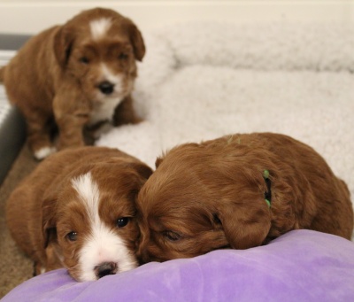 Three weeks pups 3