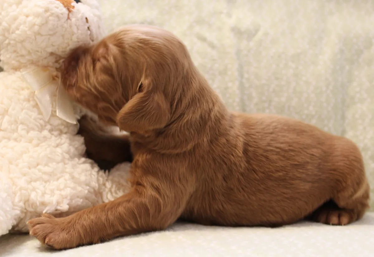 Roo and Basil’s puppies are with their forever families