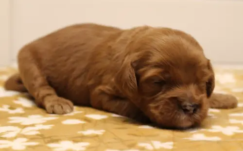 Two weeks Madeline 2