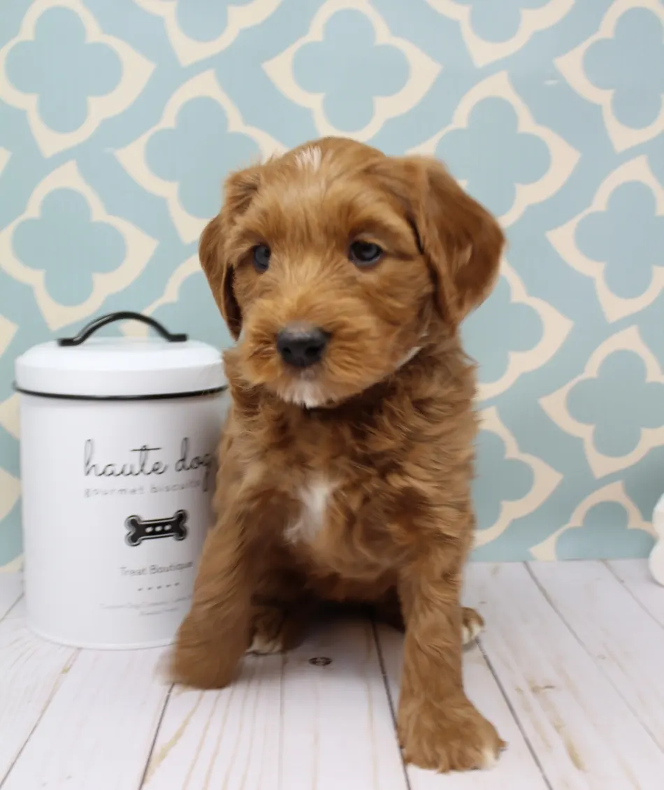 Emma and Watson’s puppies are home