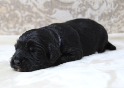 best labradoodle breeder Vancouver Seattle Washington