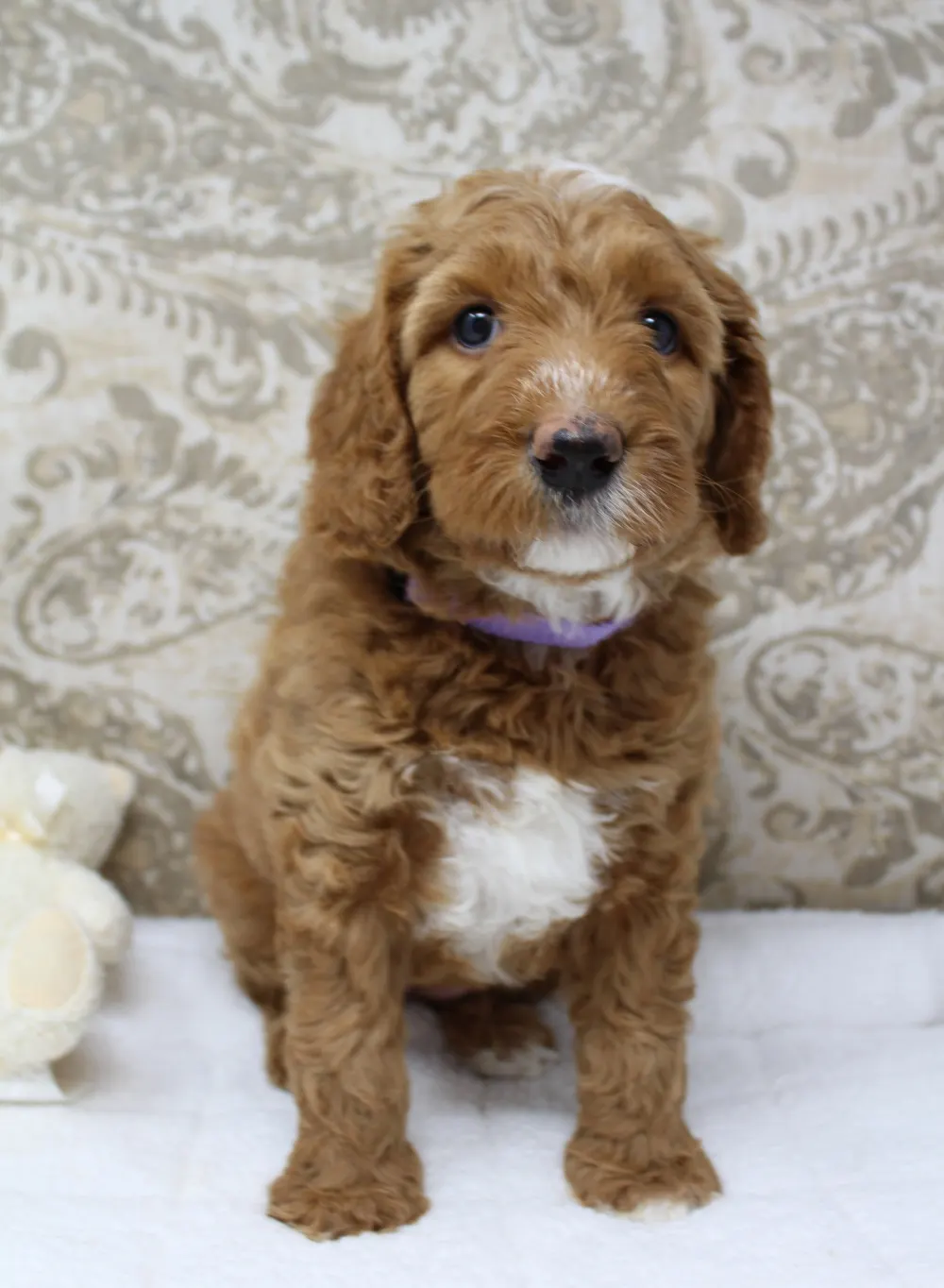 Gretel and Gunner’s puppies are home