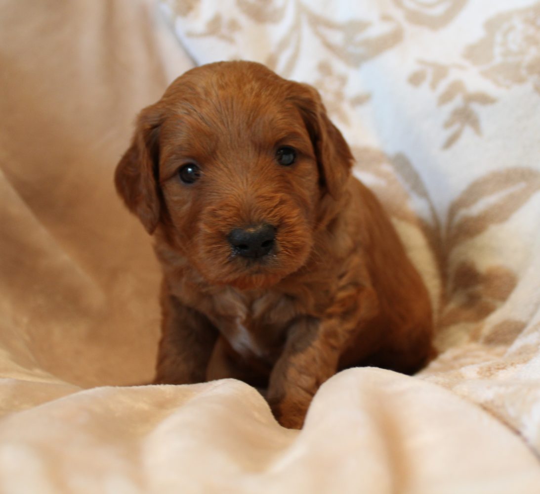 Salem Oregon labradoodle breeders puppies now