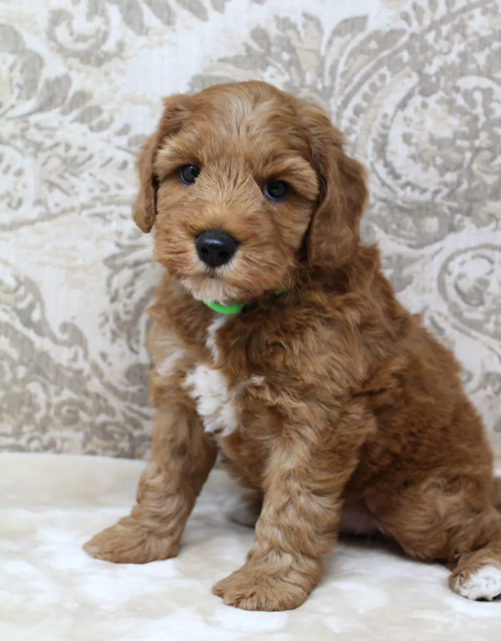 Australian labradoodle puppies mini red