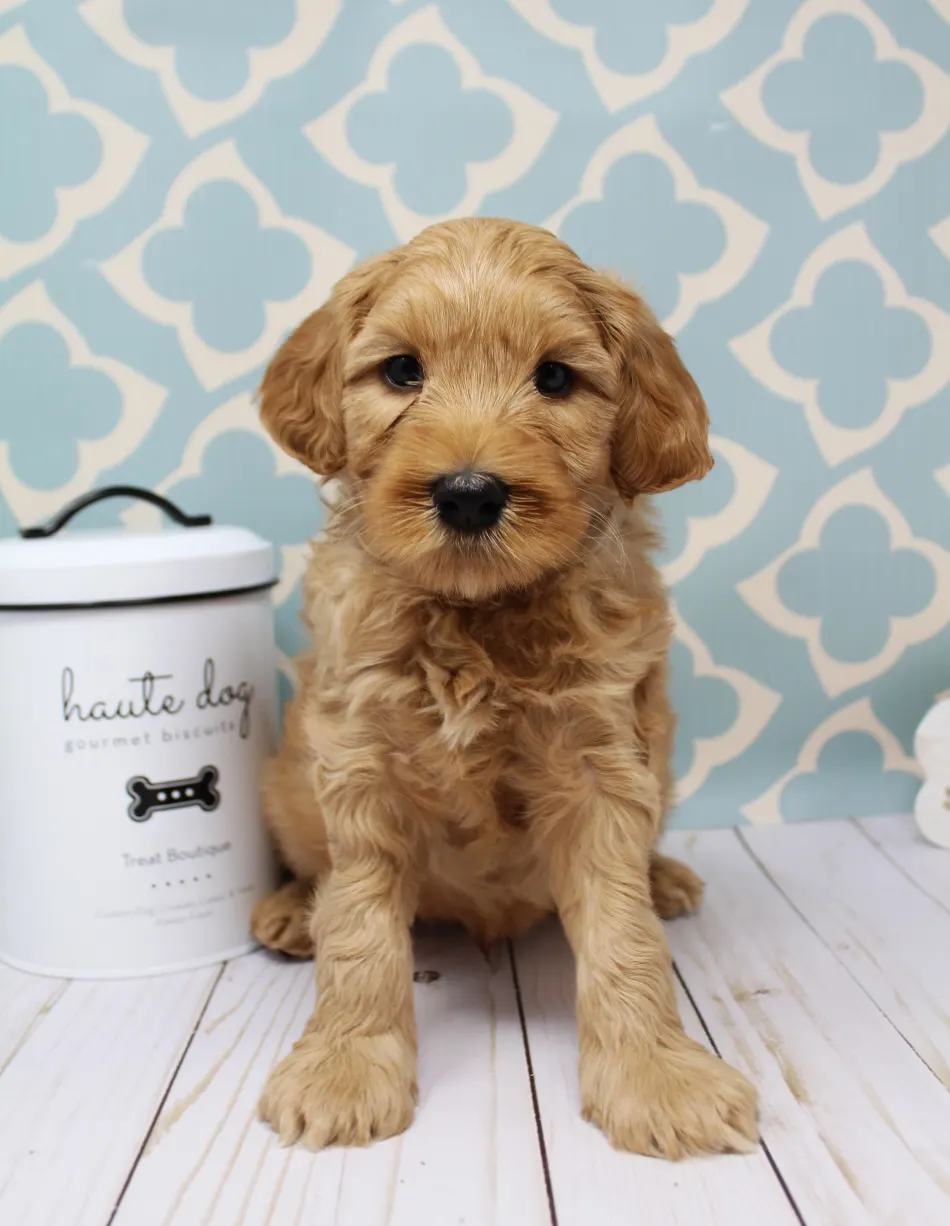 Emma and Watson’s puppies are home