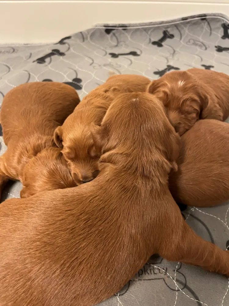 Litter Two Weeks Old 3