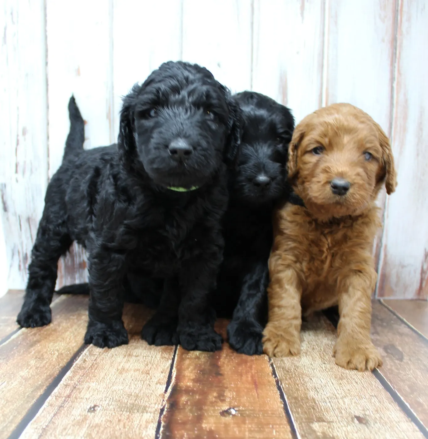 Gracie’s puppies are with their forever families