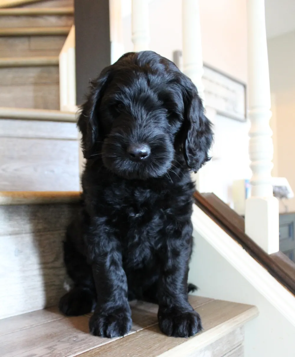 Gracie and Barkley’s litter is home