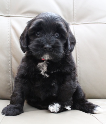best Washington Oregon labradoodles puppies breeder