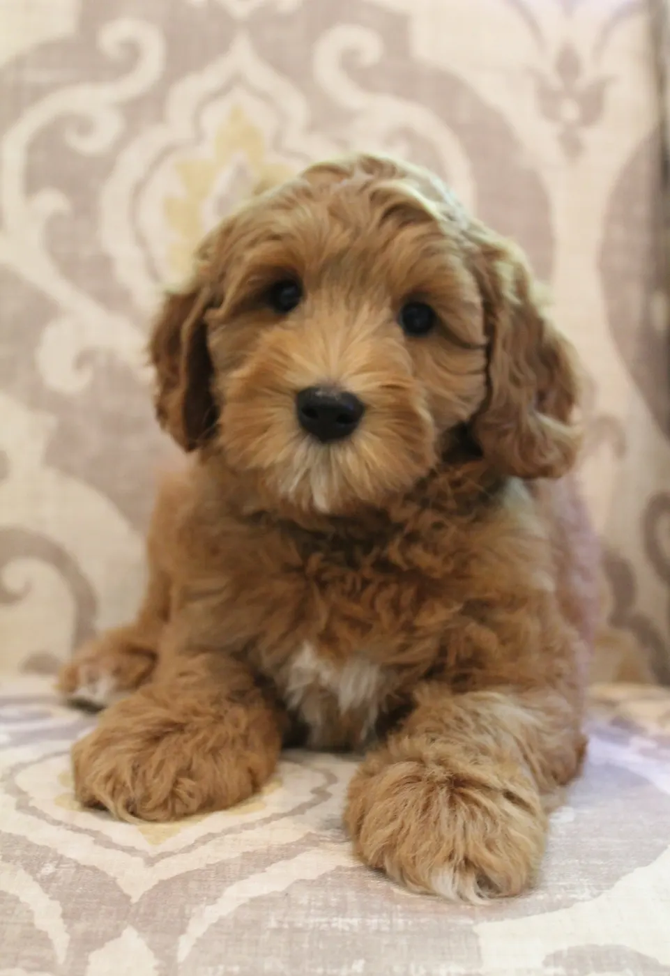 best Oregon labradoodle breeder Washington