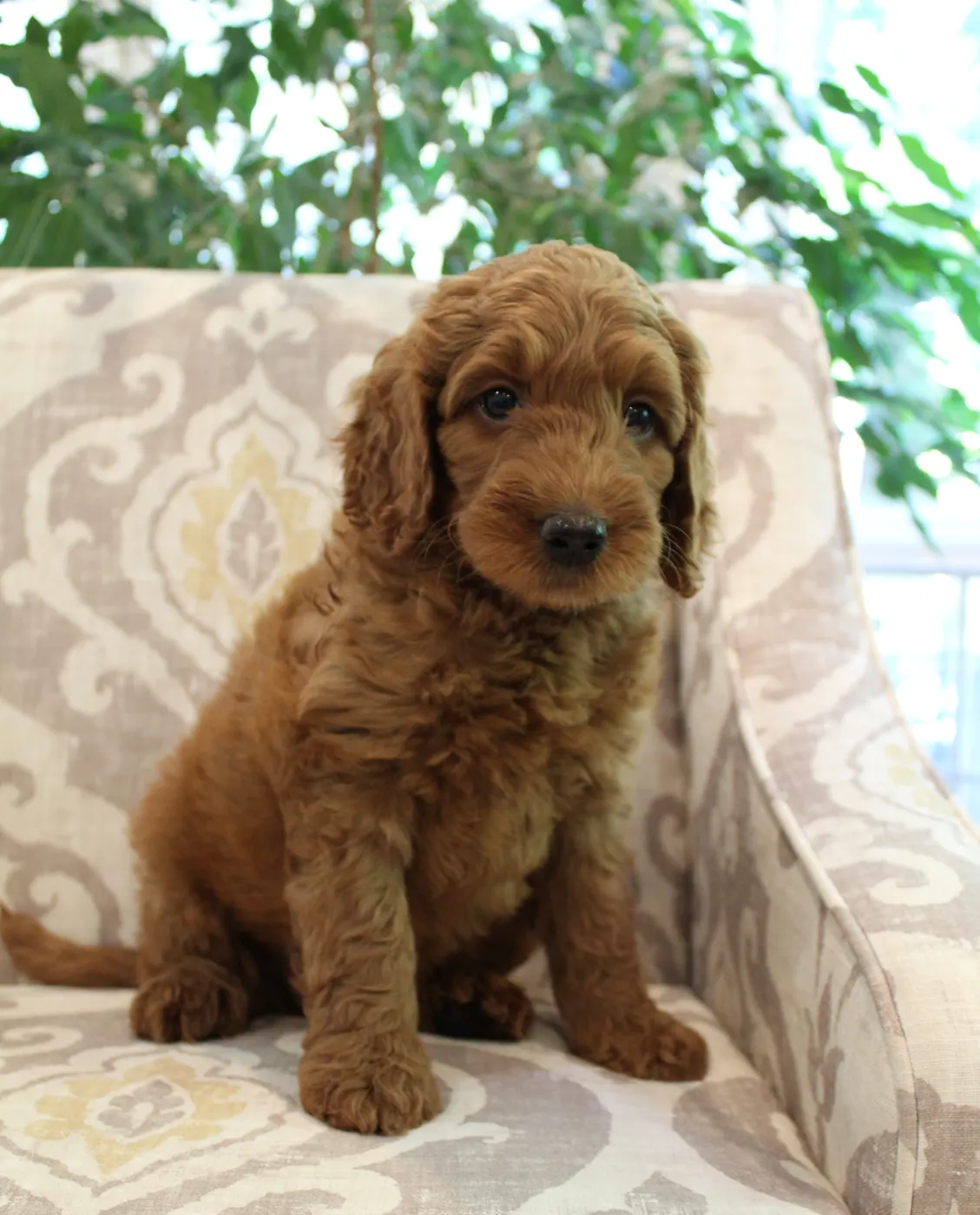 Bella and Gunner’s Bumble Bee puppies are home