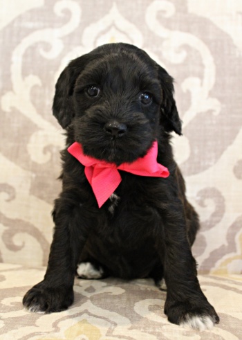 biosensor puppies labradoodle breeder Oregon Washington