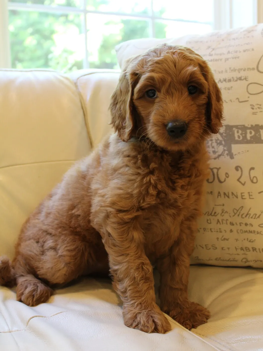 Bella and Gunner’s Bumble Bee puppies are home